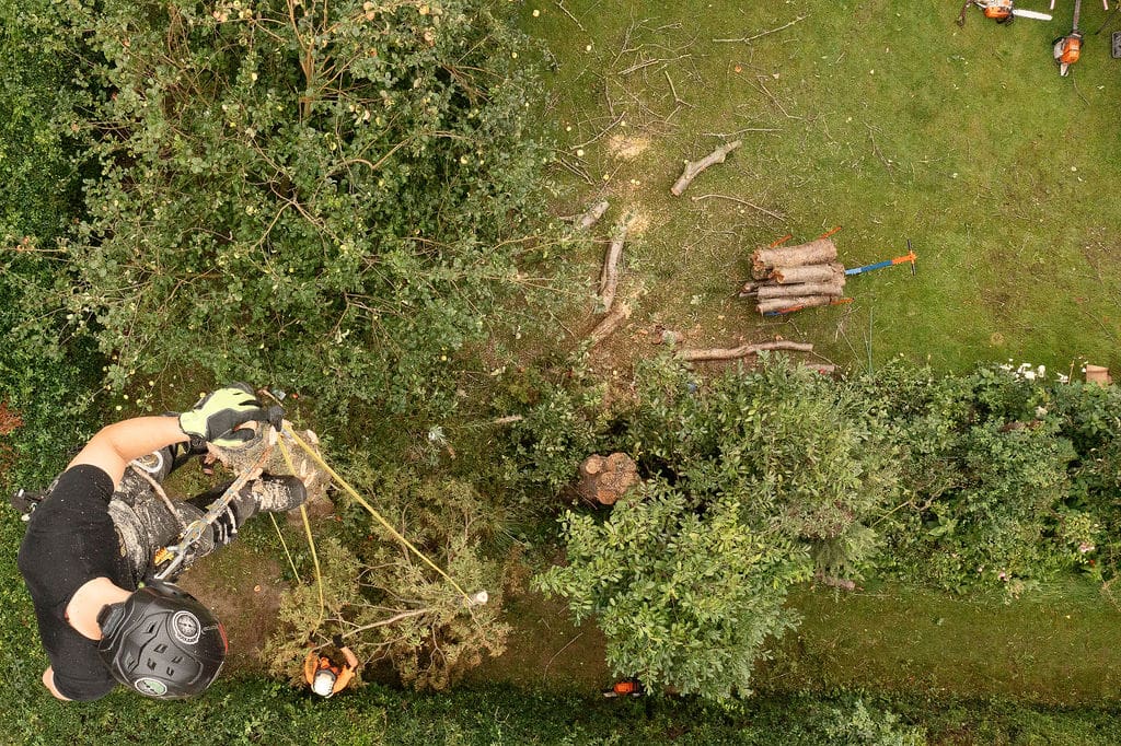 Træfældning  i Sorø, Ringsted og Dianalund