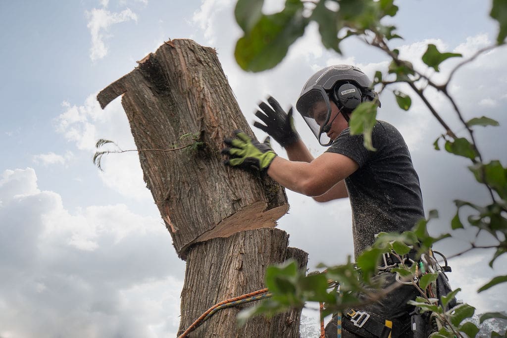 Beskæring i sorø, Haslev og Næstved